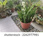 Sansevieria Snake Plant pot with sprouting White Flower.