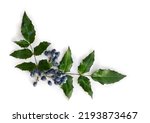 Small photo of Cluster berries blue Mahonia aquifolium and green leaves on a white background. Common names: oregon grape, holly-leaved barberry. Top view, flat lay