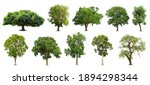 Collection of   trees  isolated ...
