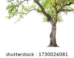 Tall trees isolated on white background