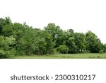 Group of tree isolated on white,tropical trees isolated used for design, advertising and architecture