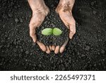 Small photo of Handful of earth save environment. Sprouting plant on hands full of fertile soil farmer holding plant soil health environment day earth garden soil hands hold earth plant seedling sprout hand seedling