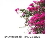 Pink Bougainvillea Flower...
