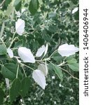 Small photo of Green and white leaves of White Poplar or Populus alba grow beside the river bank in Spain