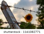 Sunflower Behind A Fence