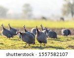 Small photo of View of the guinea fowls (hen) or iranian fowls. Guineafowl are birds of the family Numididae in the order Galliformes. They are endemic to Africa and rank among the oldest of the gallinaceous birds.