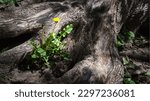 Small photo of Tree root. Large florid tree root. Spring flowers sprouted between huge roots. Natural background