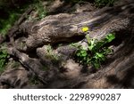 Small photo of Tree root. Spring flowers in rays of light between huge roots. Large florid tree root. Natural background