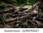 Small photo of Tree root. Large florid tree root. Spring flowers in rays of light between huge roots. Natural background