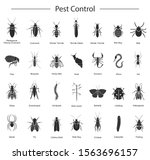 Bug Of Insect Pest Control...