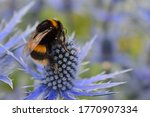 Bombus lucorum white-tailed bumble bee foraging on eryngium often referred to as Sea Holly. A magnet for bumblebees and various solitary species such as hoverflies and butterflies. It is a hardy plant
