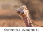 Small photo of Funny ostrich looking at me