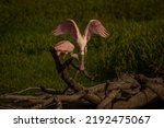 Small photo of A pair of juvenile Roseate Spoonbill jockey for position on a snag