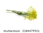 Dill Blooms With Yellow Flowers ...