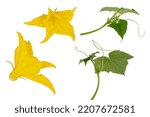 Yellow flowers of cucumbers and ...
