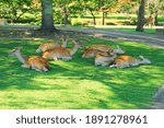 Japanese Deer at Nara Park, Nara Pref., Japan