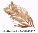 Tropical Dry Palm Leaf Isolated ...
