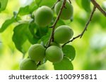 Green Plums  Ume  Harvested For ...