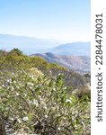 Small photo of Monte Alban, Oaxaca de Juarez, Mexico, 1st of January 2019, Ipomoea arborescens or tree morning glory with a landscape Oaxaca region seen from Monte Alban　