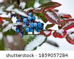 Small photo of Evergreen shrub Mahonia aquifolium (Oregon-grape or Oregon grape), blue fruits and green and red leaves in winter covered by snow