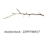 Dead lemon branches of a tree, Dry tree branch, Dry branches with cracked dark bark, Lemon branch with thorns Isolated on white background.