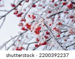 bunches of ripe red rowan covered with snow, frost on the branches, rowan tree in winter