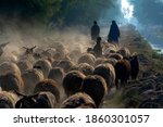 shepherd with flock of sheep in dust 
A large herd of sheep and a shepherd in the dust in the rays of sunset at the asphalt road in a desert area