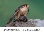 Small photo of The red-necked falcon or red headed merlin is a bird of prey in the falcon family with two disjunct populations, one in India and the other in Africa.