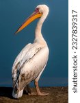 Small photo of portrait of pelican closeup of pelican, pelican in the blue still water, Pelicans are a genus of large water birds that make up the family Pelecanidae