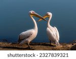 Small photo of portrait of pelican closeup of pelican, pelican in the blue still water, Pelicans are a genus of large water birds that make up the family Pelecanidae