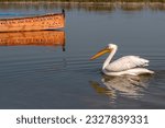 Small photo of portrait of pelican closeup of pelican, pelican in the blue still water, Pelicans are a genus of large water birds that make up the family Pelecanidae