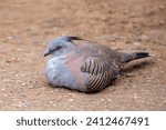 Small photo of The crested pigeon (Ocyphaps lophotes) is a bird found widely throughout mainland Australia except for the far northern tropical areas.