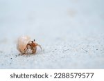 Small photo of Land hermit crabs are intermediate between crabs and crustaceans as invertebrates.