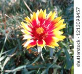 Small photo of a bright flower.Indian Blanket.Freewheel.Gaillardia pulchella