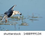 Ringed Billed Gull With A Fish