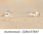 Small photo of Piping Plover babies beach blooper