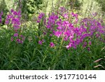 Blooming Fireweed Known As...