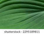Large Green Hosta Leaf Closeup  ...