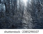 Small photo of The sun's rays break through the frost-covered branches of the shrubbery