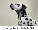 Dalmation dog portrait in...