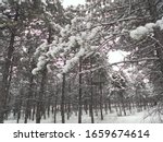 ODTU (METU) forest snowy winter day all white