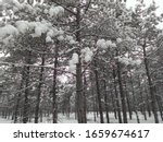 ODTU (METU) forest snowy winter day all white 
