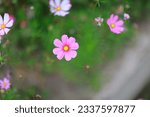 Close up cosmos flowers in...