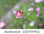 Close up cosmos flowers in...