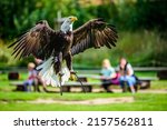 Flying Bald Eagle  Haliaeetus...
