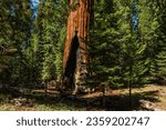 Small photo of The General Grant tree is the largest giant sequoia (Sequoiadendron giganteum) in the General Grant Grove section of Kings Canyon National Park in California.