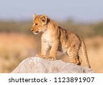 Lion Cubs In Botswana