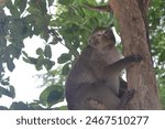 Monkey in the tree at khao sam...