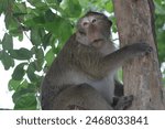 A monkey sits on a tree at khao ...