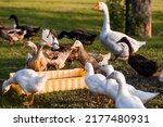 Domestic geese and ducks at the ...